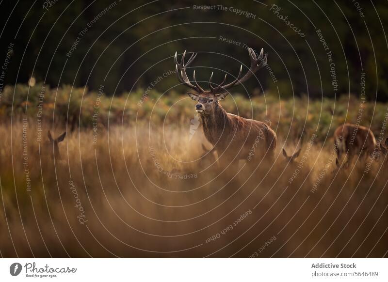 Deer Family among reeds in Autumn in the United Kingdom deer family red deer camouflage stag antlers grassland does fawns peaceful tranquil wilderness nature