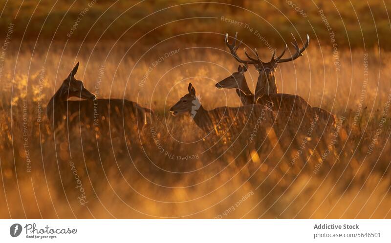 Deer Family among golden reeds in Autumn in the United Kingdom deer family red deer hour dusk camouflage stag antlers grassland does fawns peaceful tranquil