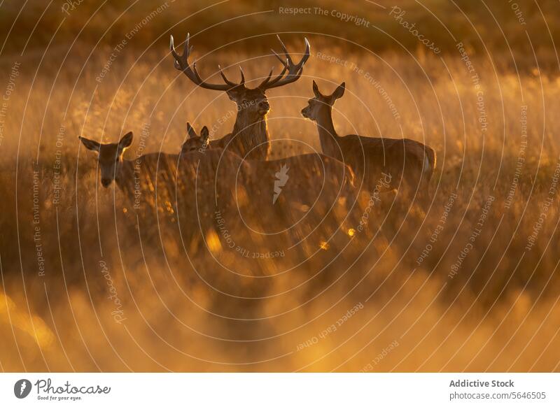 Deer Family among golden reeds in Autumn in the United Kingdom deer family red deer hour dusk camouflage stag antlers grassland does fawns peaceful tranquil