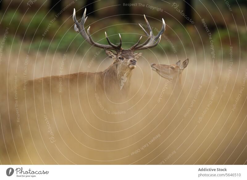 Stag and Doe in Autumnal Grass in the United Kingdom stag doe red deer autumnal grass intimate close tall grass soft focus curious gaze quiet intimacy wildlife