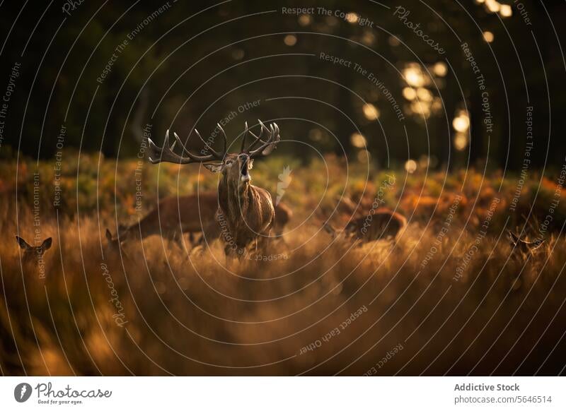 Red Deer bellowing among does and golden reeds in Autumn in the United Kingdom deer family red deer hour dusk camouflage stag antlers grassland fawns peaceful