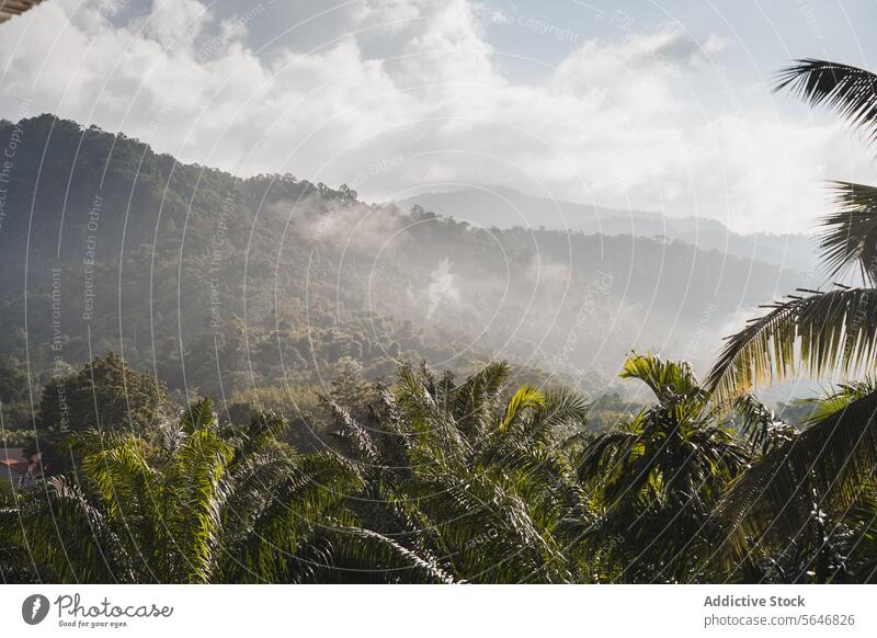 Picturesque view of mountains covered with clouds during rain in Thailand palm valley sunlight nature tropical tree park scenery khao sok national park thailand