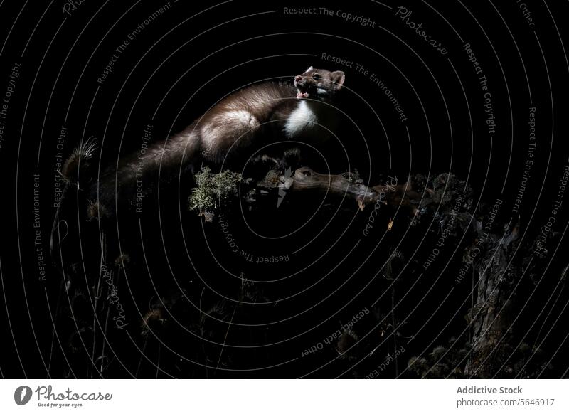 Nocturnal weasel on a dramatic dark background nocturnal wildlife nature mammal branch animal natural perched sleek alert feature fur predator mysterious night