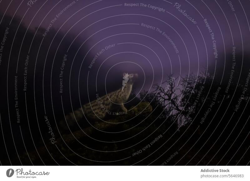 A genet stands alert on a mossy branch in a mystical foggy environment with shades of purple twilight sky wildlife nature nocturnal silhouette tree dusk