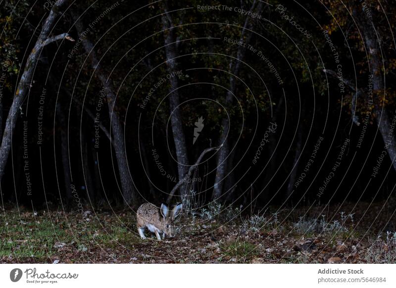 A mountain hare caught in a nocturnal setting, its large eyes and ears alert as it grazes in a forest clearing Mountain hare wildlife nature grazing dark night