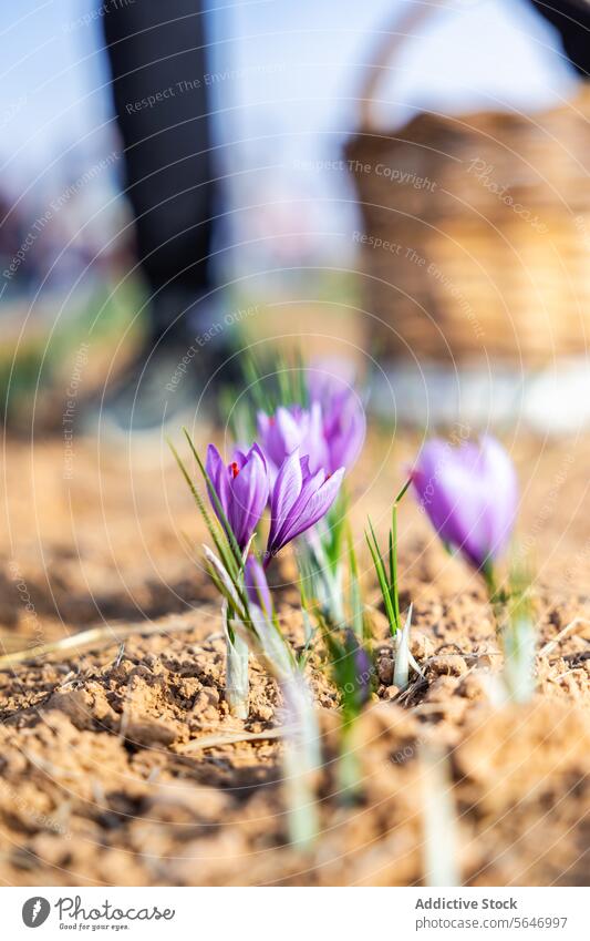 Cropped unrecognizable workers with gloves carefully hand-picking delicate purple saffron flowers in a sunlit field, with a basket of harvested flowers nearby, highlighting the traditional methods of saffron collection