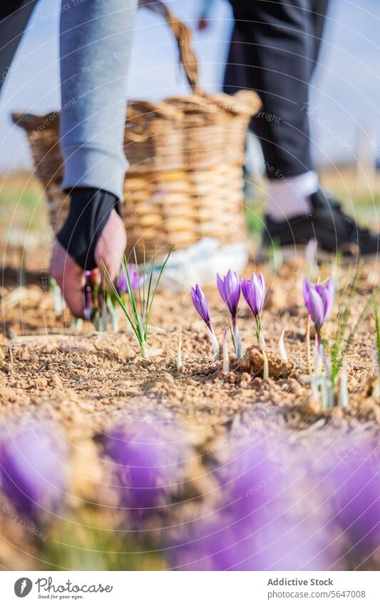 Cropped unrecognizable workers with gloves carefully hand-picking delicate purple saffron flowers in a sunlit field, with a basket of harvested flowers nearby, highlighting the traditional methods of saffron collection