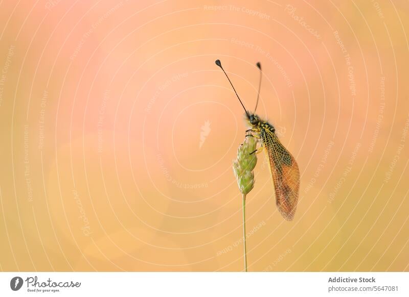 Elegant lacewing perched on a plant stem insect pastel background delicate rest gentle green warm color soft intricate pattern nature macro close-up flora fauna