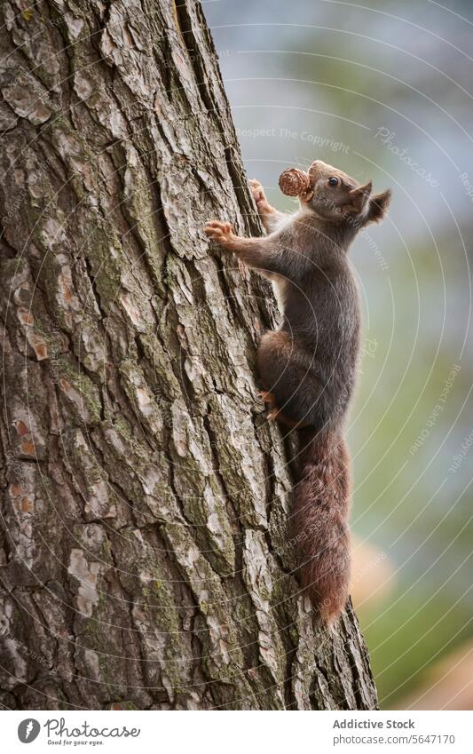 Squirrel climbing a tree with a nut in its mouth squirrel nature wildlife animal bark ascent bokeh background cute rodent furry gripping outdoors mammal