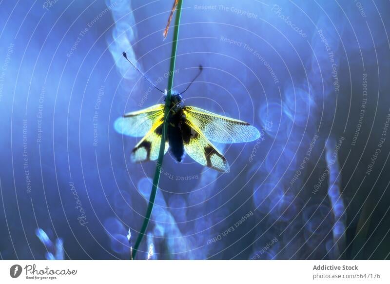 Ethereal Dragonfly in Blue dragonfly ethereal blue light delicate wings backlit bokeh foliage intricate patterns magical atmosphere nature wildlife dreamy