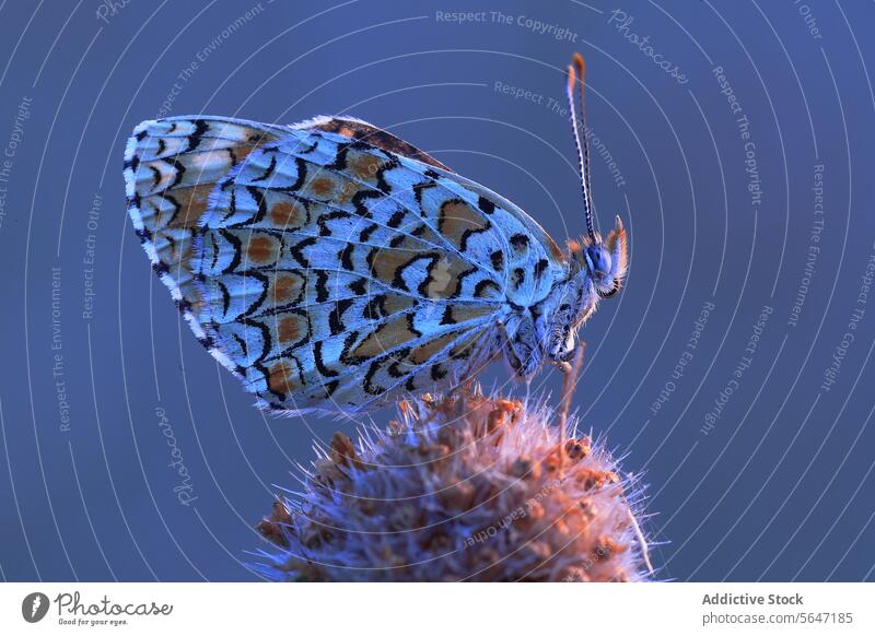 Closeup of Butterfly on a Thistle butterfly thistle texture wings rough perch patterns colors natural environment wildlife insect warm illuminate contrast rich