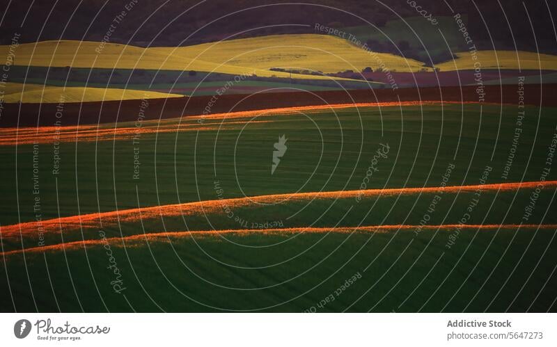 The last rays of sunlight paint warm stripes across the green rolling hills of the countryside, highlighting the natural contours Sunlight agriculture farming