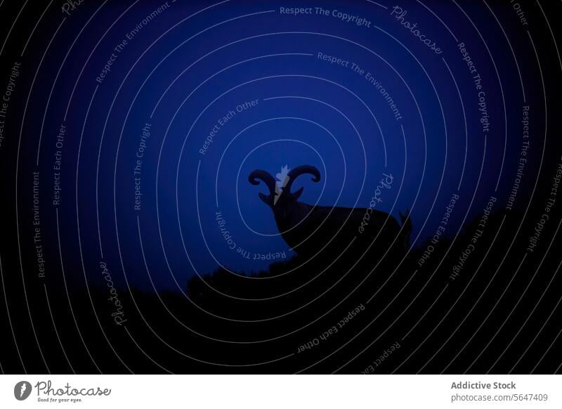 Silhouette of a mountain goat against dusk sky silhouette animal wild wildlife majestic blue hilltop profile nature outline shadow evening twilight serene