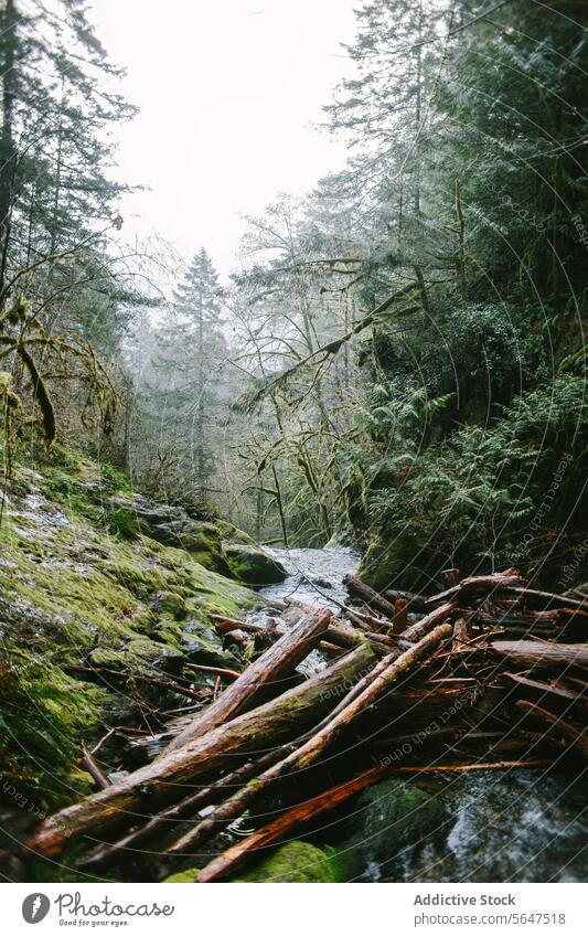 Misty forest scenery with log jam on Vancouver Island vancouver island british columbia canada mist mossy rock stream serene landscape natural lush green