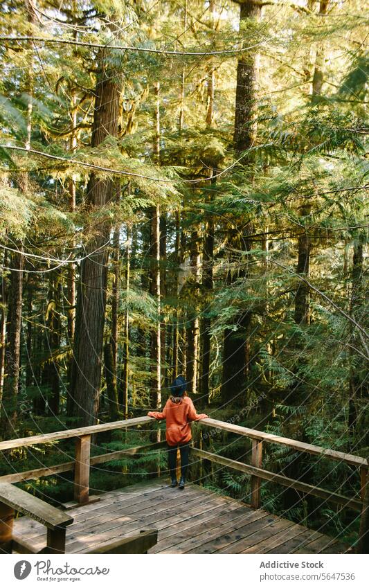 Solitude amid the verdant forest of Avatar Grove, Vancouver Island vancouver island british columbia canada greenery tranquility nature wooden platform solitude