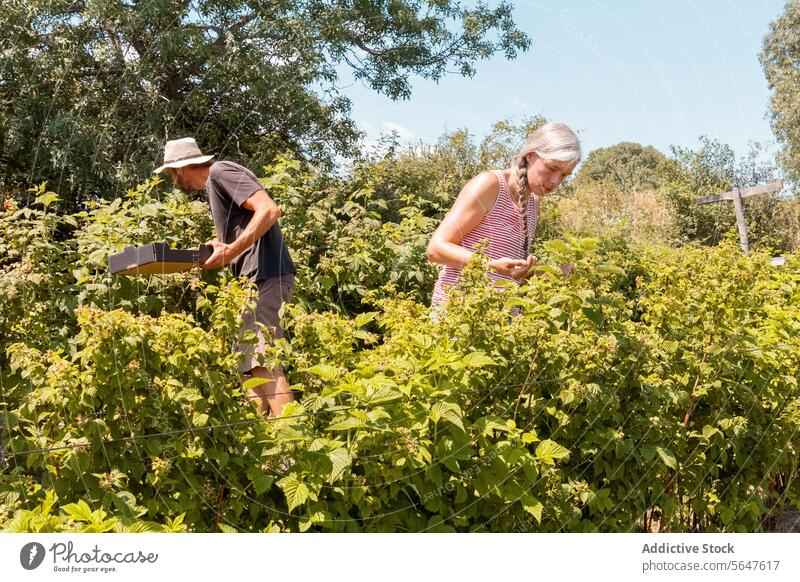 Botanist coworkers at organic farm man woman botanist berry harvest picking plant fresh teamwork sunny plantation agriculture fruit landscape nature occupation