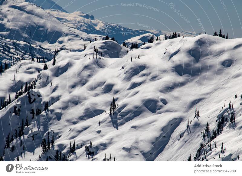 Scenic view of snow covered mountains snowcapped massive beautiful pine tree clear sky sunny winter scenic white majestic breathtaking rocky sunlight geology