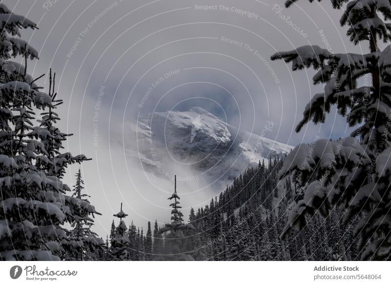 Scenic view of snow covered trees and mountain pine scenic picturesque covering woodland beauty fog weather snowcapped rocky peak canada forest winter nature