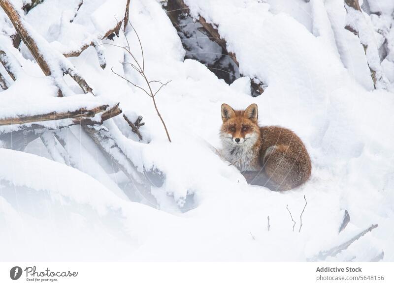 Curled fox in Swiss alpine winter landscape snow swiss alps wildlife nature wilderness cold switzerland animal curled fur warm white frost trees pristine