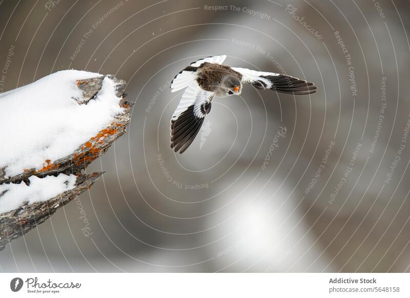 Alpine sparrow in flight against Swiss Alps backdrop bird snow swiss alps nature wings wildlife winter frozen tranquility outdoor alpine environment snowfall