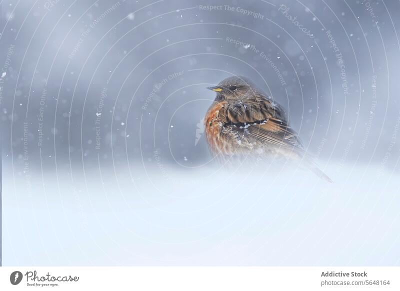 Lone Alpine accentor bird braving a snowy Swiss Alpine scene swiss alps nature winter resilience stillness wildlife tranquility solitude cold weather gentle