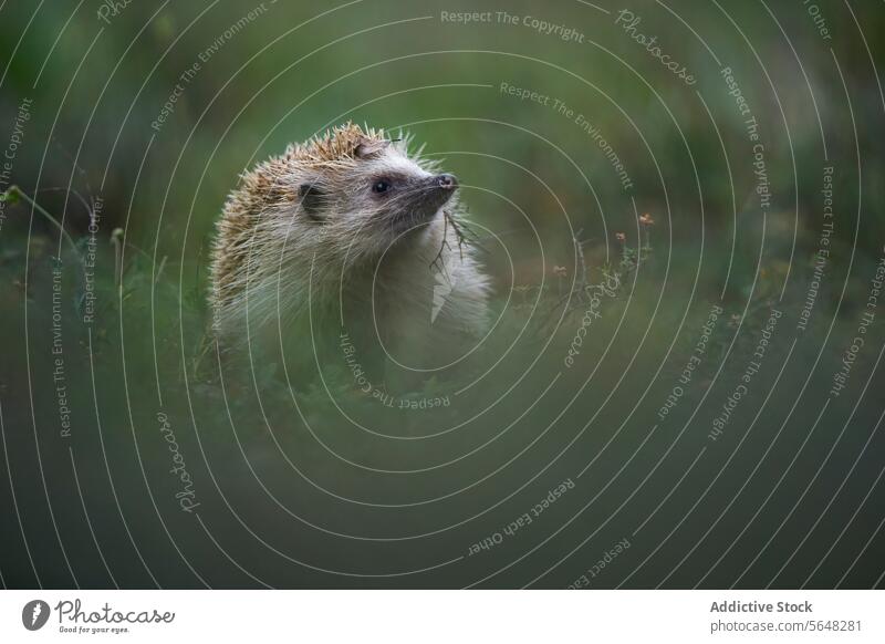 Curious Hedgehog Amidst Greenery hedgehog North African Atelerix algirus wildlife nature greenery curious animal mammal peeking natural habitat outdoor foliage