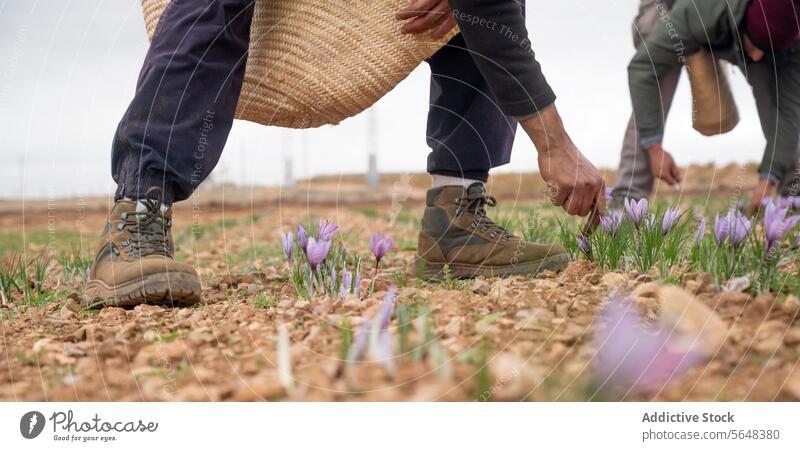 Farmers in Traditional Saffron Harvesting in Rural Landscape saffron harvest farmer crocus worker field rural traditional spice hand-pick delicate flower