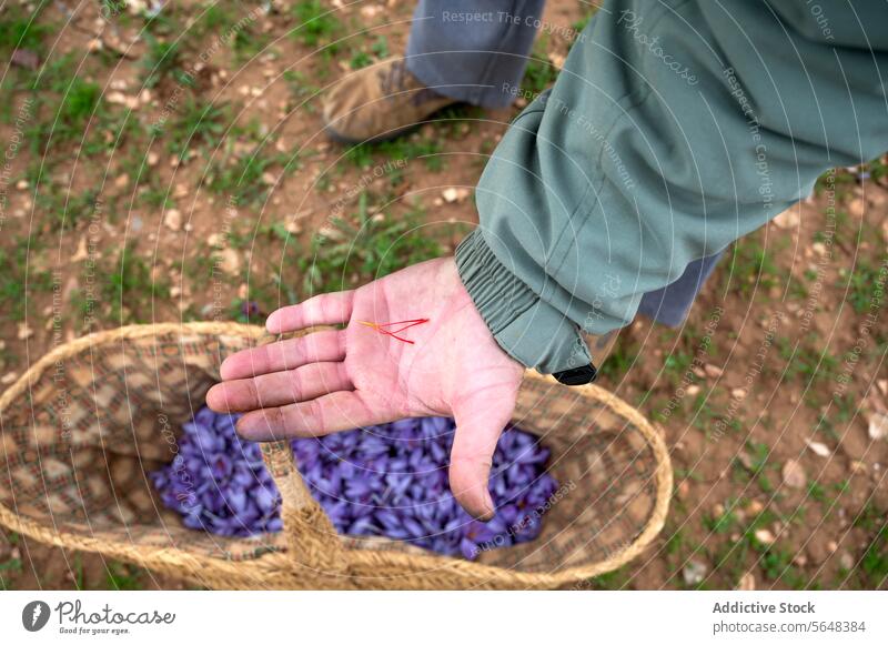 Farmer Handpicking Saffron Flowers During Rural Harvest Time saffron harvest hand flower basket wicker traditional rural agriculture cultivation crocus purple