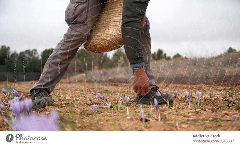 Farmer harvesting precious saffron in a rural field farmer flower crop agriculture picking cultivation labor manual spice valuable purple crocus sativus