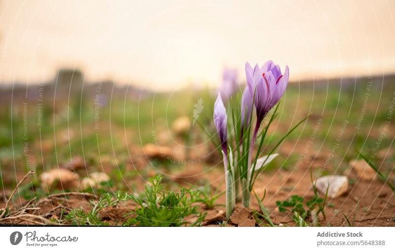 Saffron crocus flowers blooming in the morning light saffron harvest season purple dawn delicate plant agriculture field soil earth botanical spice cultivation