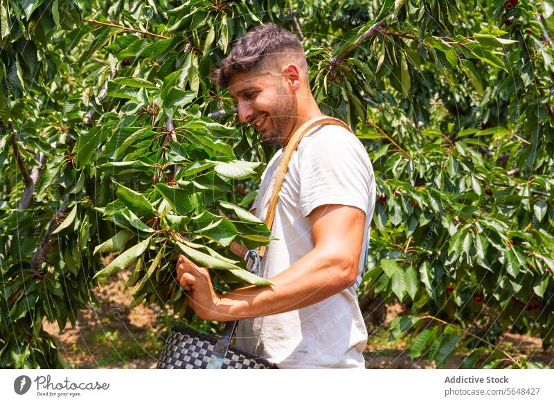 Farmer harvesting at plantation during summer man agronomist branch basket picking cherry fruit tree sunny wicker holding organic orchard leaf standing farmer