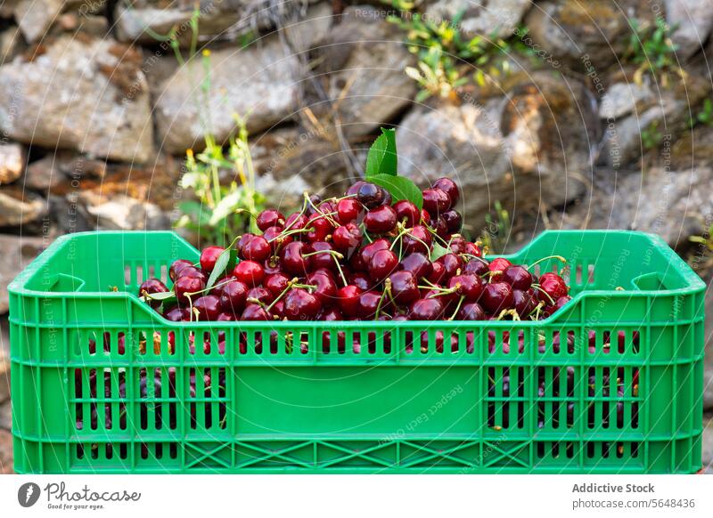 Plastic container with berry fruits crate cherry full harvest green red fresh plastic plantation organic sunny abundance nature farm branch orchard springtime