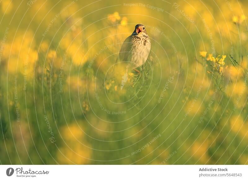 A corn bunting bird sitting amidst bright yellow oilseed rape flowers field nature wildlife perched spring bloom agriculture crop plant vibrant outdoor fauna