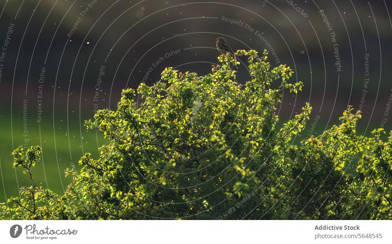 A corn bunting singing on a sunlit hawthorn branch in a wooded area bird sunlight nature wildlife avian greenery songbird perch outdoor fauna habitat