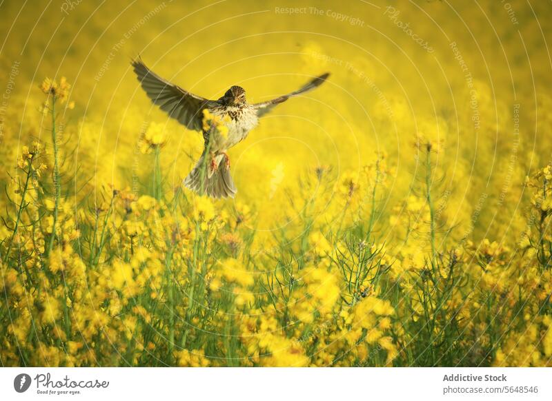 A corn bunting bird sitting amidst bright yellow oilseed rape flowers field nature wildlife perched spring bloom agriculture crop plant vibrant outdoor fauna