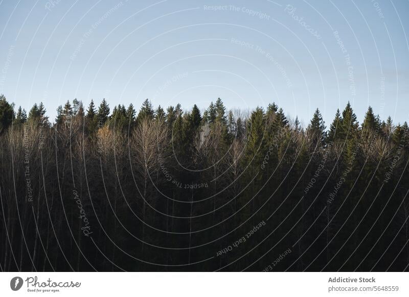 Cluster of tall pine trees growing in national park forest against blue sky nature coniferous woods picturesque landscape cloudless scenic peaceful spruce flora