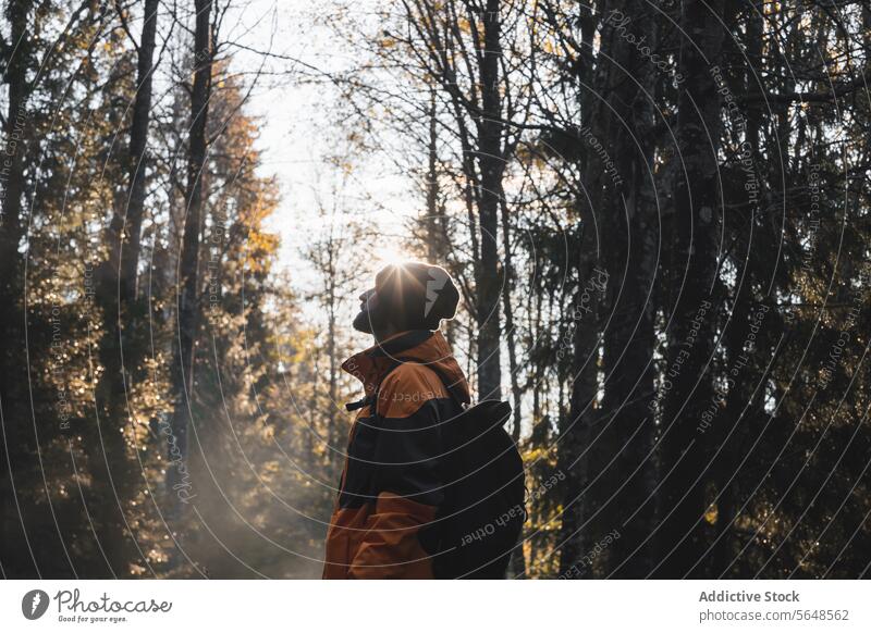 Anonymous explorer standing in autumn forest on sunny day man traveler national park nature woods adventure young male tall tree tourism hiker hat backpack