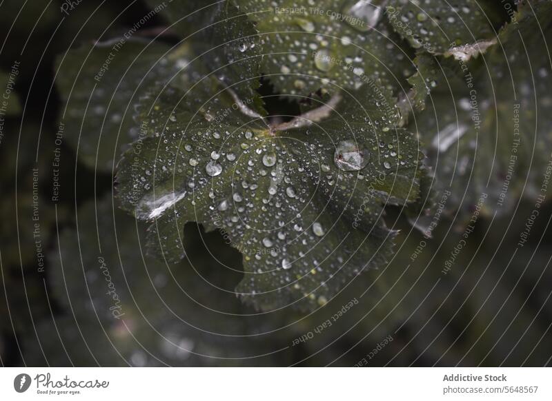 Closeup of green ladys mantle leaves with rain water droplets plant leaf dew national park forest wet flora garden nature botany natural waterdrop season growth