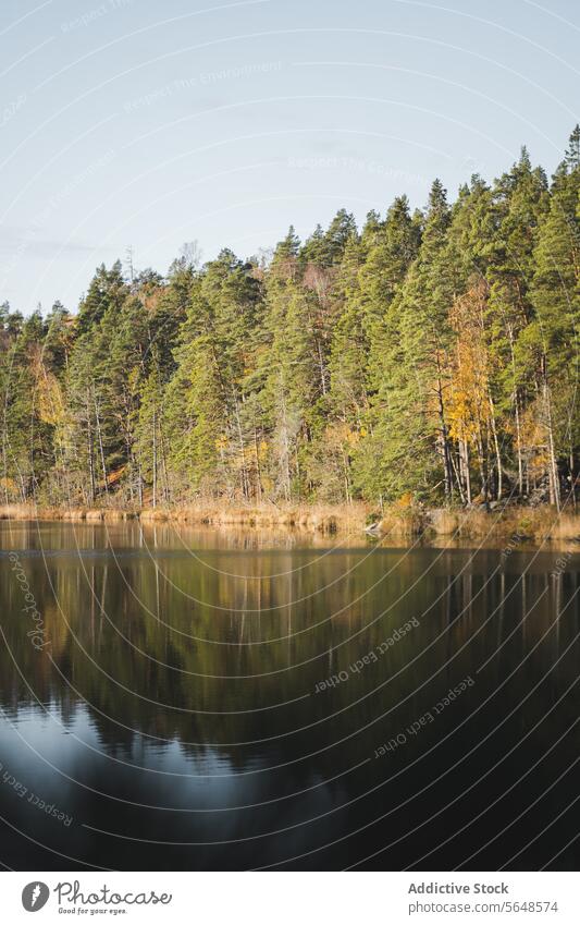 Calm lake in autumn forest with tall tree at Stockholm National Park park nature pine coniferous sunbeam woods picturesque scenery woodland scenic quiet flora