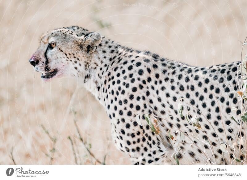 Cheetah observing the savannah in Kenya, Africa cheetah kenya africa wildlife big cat animal nature outdoors predator feline conservation natural habitat