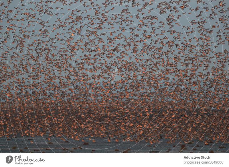 Dramatic sky filled with flying Dunlins in Snettisham, England dunlin snettisham migration post-nuptial wader bird coast england migratory passage flock