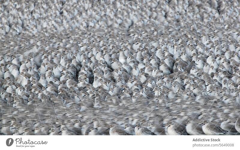 Coastal bird migration spectacle at Snettisham, England flock dunlin wader coastal snettisham england post-nuptial passage nature wildlife dense gathering