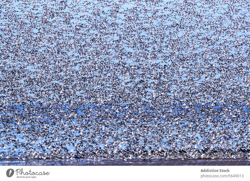 Spectacular Dunlin Migration at Snettisham Coast dunlin migration snettisham coast england bird flight flock post-nuptial migratory passage wader