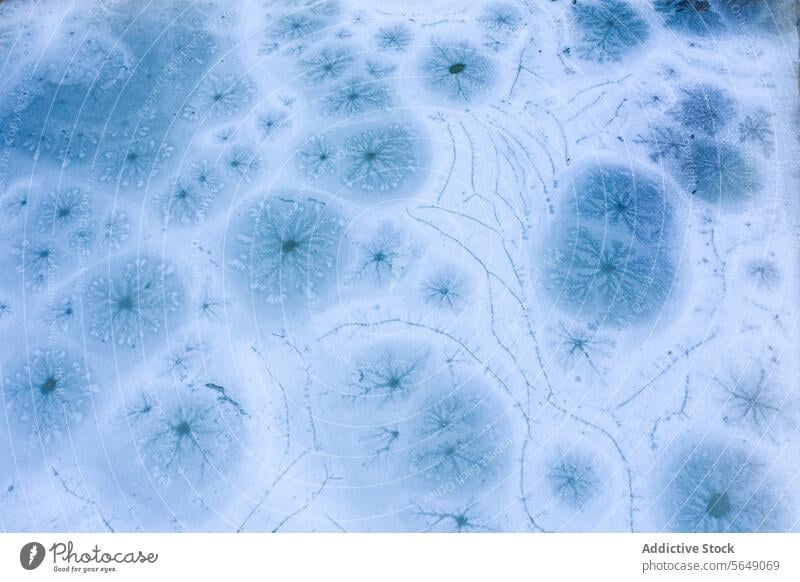 Mystical ice patterns in Guadalajara, Spain frost nature intricate artistry serene surface guadalajara spain winter texture cold blue natural outdoor design