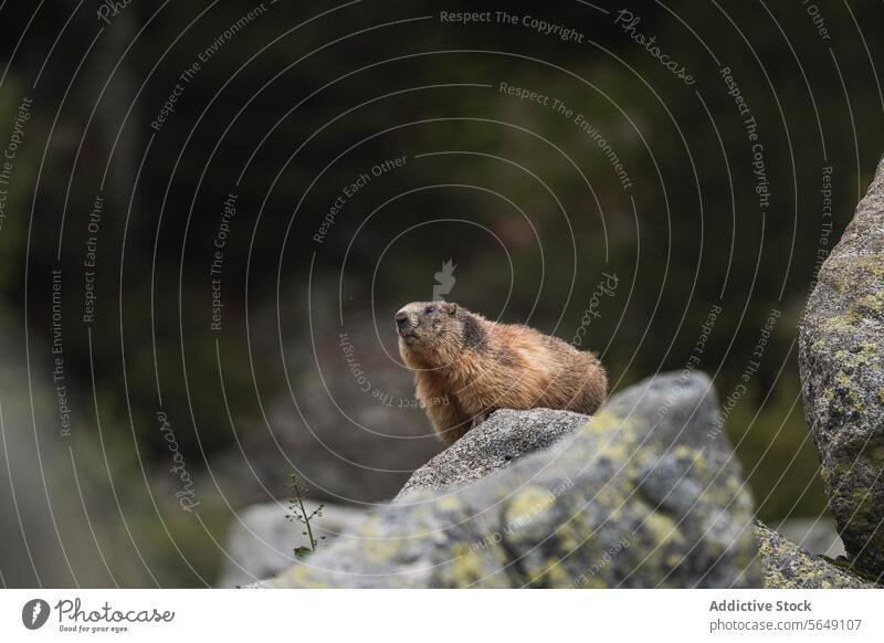 Cute marmot sitting on rock in countryside Marmot Rock Mountain Nature Forest Animal Wild Creature Moss Environment Wildlife Little Stone National Park Natural