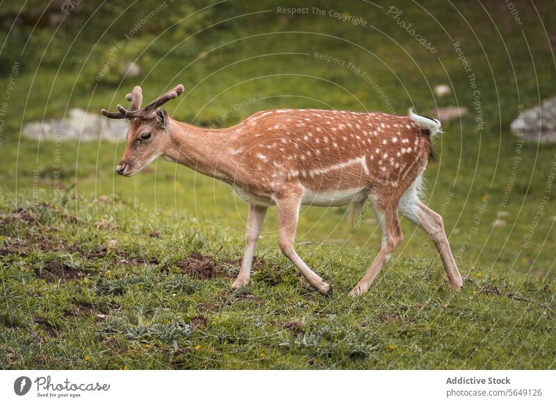 Cute spotted deer on grassy meadow in national park Deer Meadow Grass National Park Forest Wild Animal Nature Spot Scenery Brown Field Daytime Environment