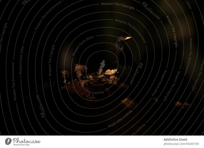 Common Blackbird basking in a forest spotlight blackbird illuminated ray canopy natural dark surroundings wildlife nature solitary shadows ambient tranquility