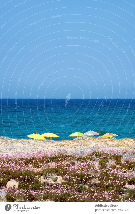 Beautiful view of beach and ocean in summer ii junchi beach seascape flower beautiful small umbrella coast picturesque calm water blue clear sky sunny parasol