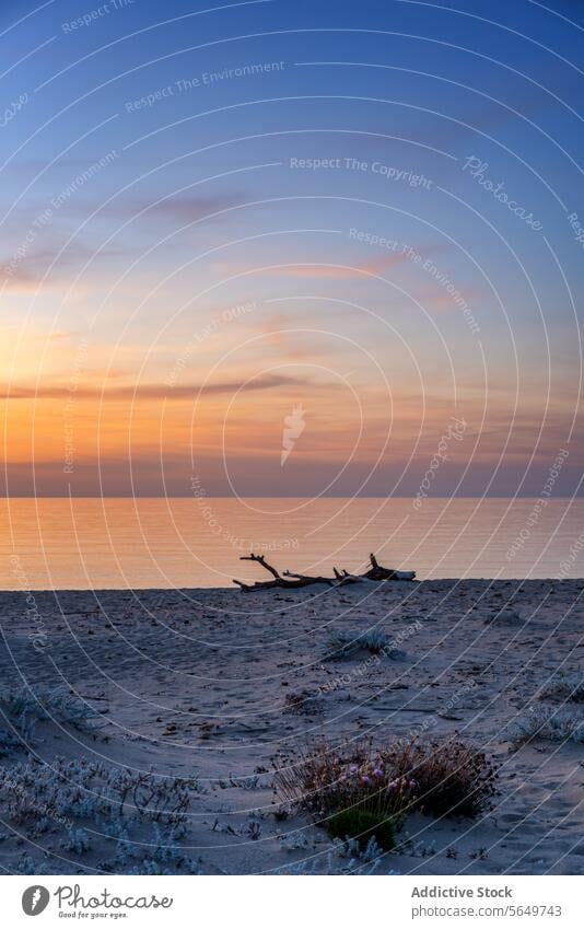 Beautiful beach and calm sea under blue sky seascape sand scenic idyllic water serene beautiful horizon picturesque sunset plant coast coastline seaside shore