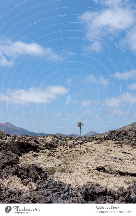 Lone palm in Lanzarote lava field tree rock landscape mountain silhouette sky blue cloud nature outdoor scenic barren terrain volcanic geology Canary Island